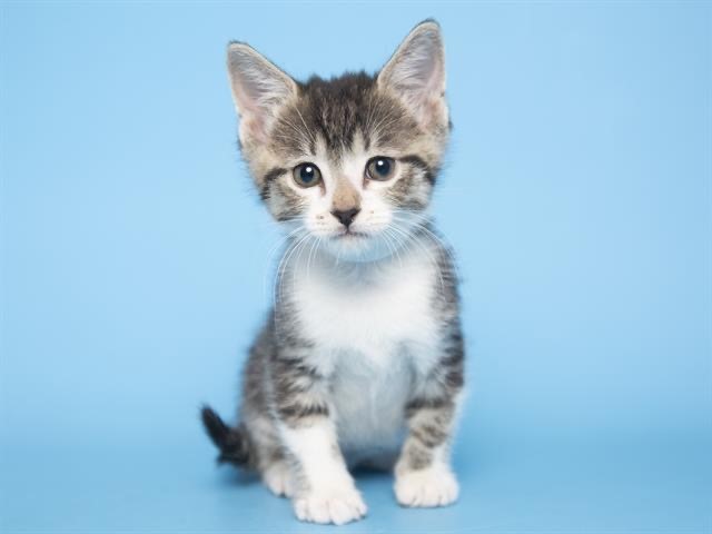 Ronnie as a little baby kitten! Ronnie as a little baby kitten!