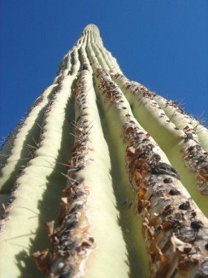 saguaro cactus up close view