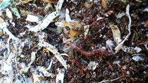 worms worms