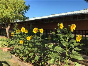 sunflowers 