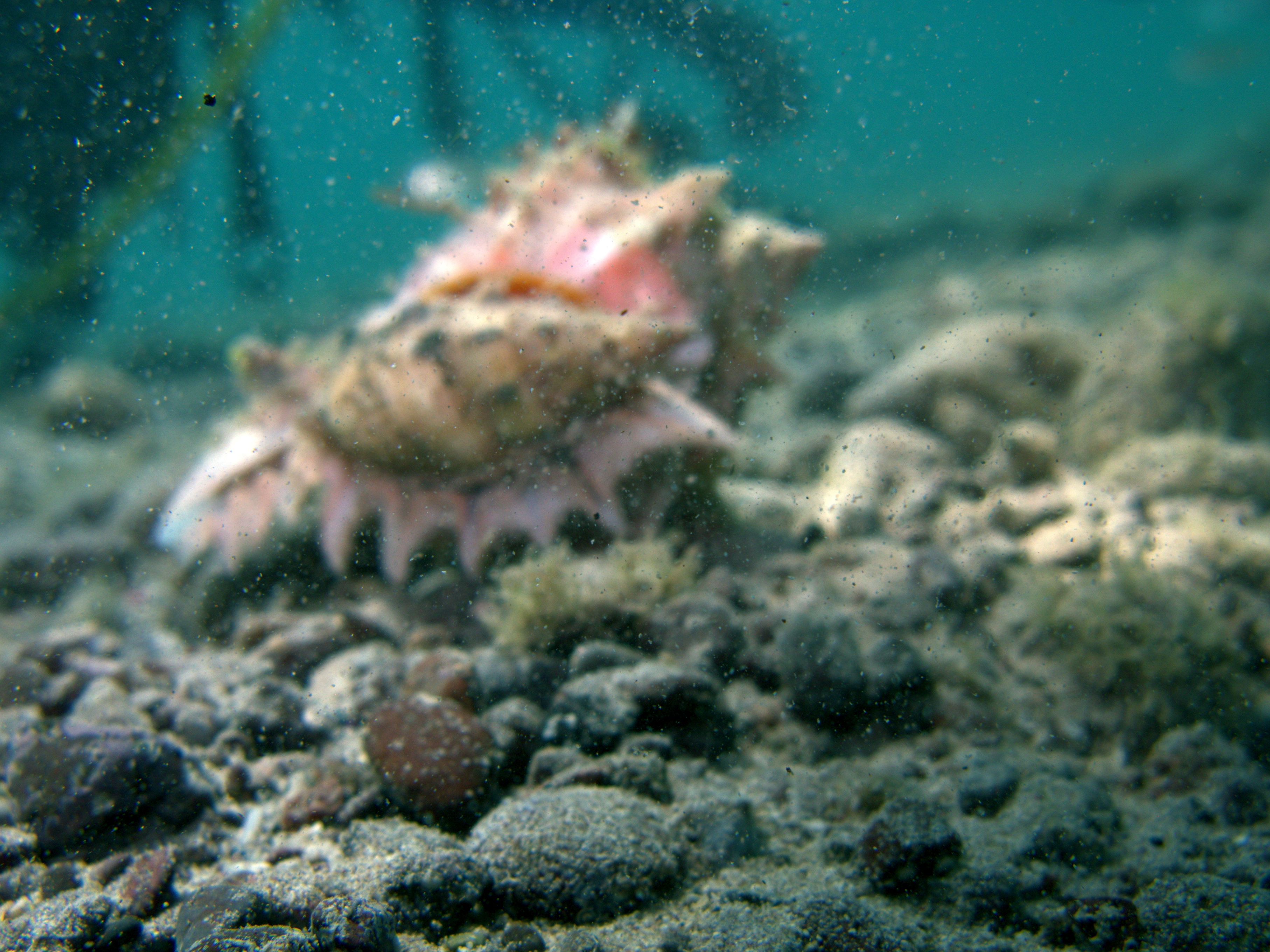 A "live" shell 