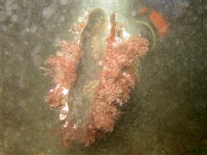 clam 
