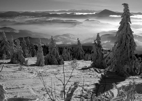 snowy trees