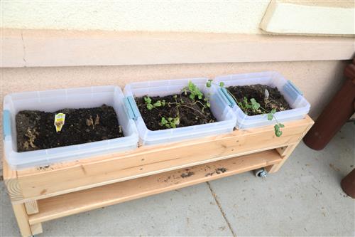 Image of planters with plants inside of them