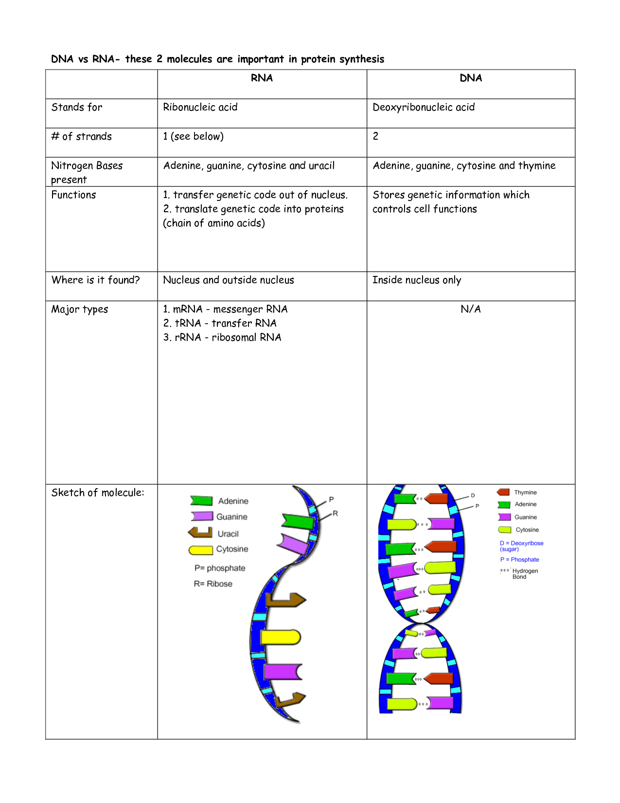 Dna Structure Review Worksheet Answers - Nidecmege