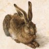 Young Hare 