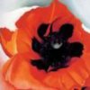 Poppy 